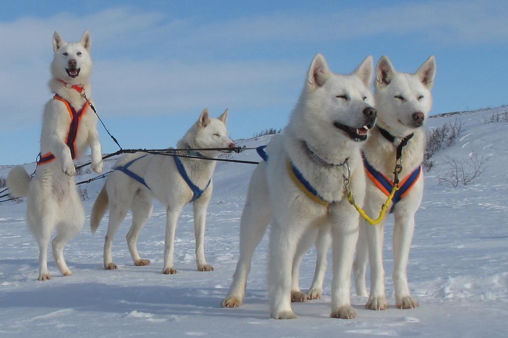 إنوفيك Arctic Chalet Resort المظهر الخارجي الصورة